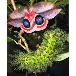 Automeris metzli 15 eggs or 10 larvae according to availability